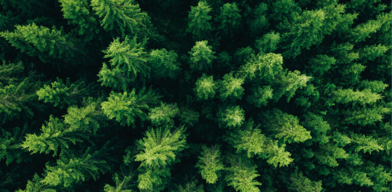 Top of trees in a green forest.