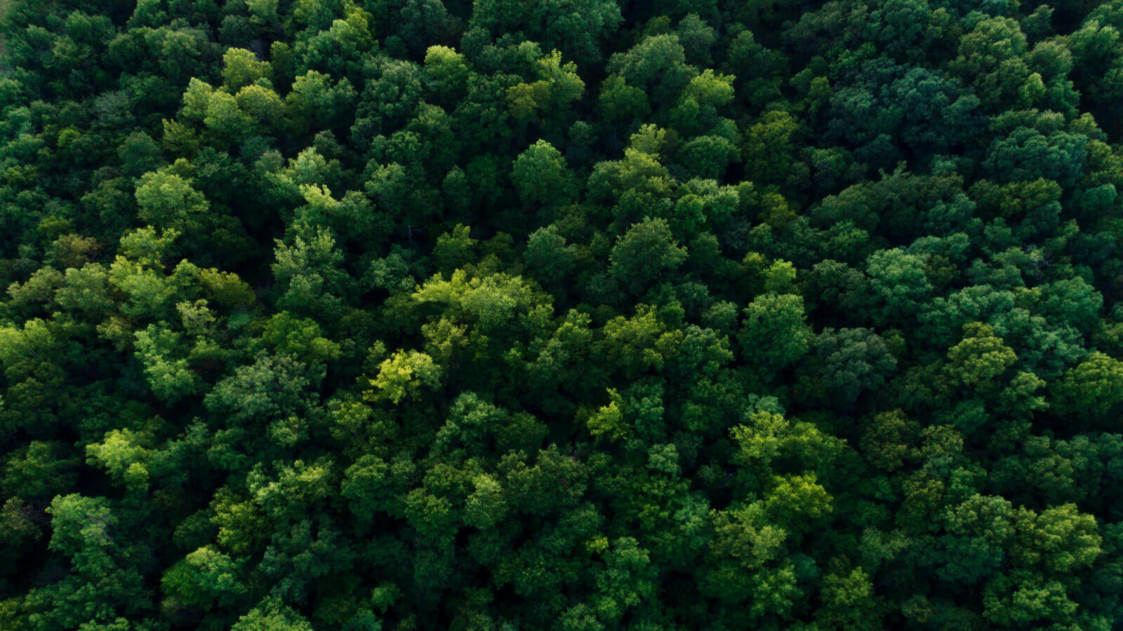 An image of a forest.