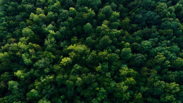 An image of a forest.