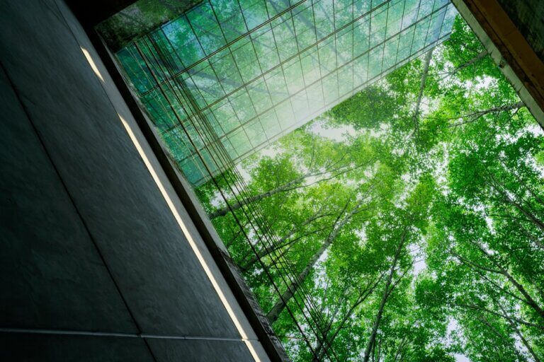 A view of tree with sunshine but in the middle of a glass building.